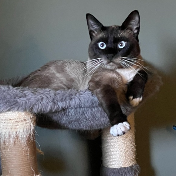 Kitty Kisses from Koda - Picture 7 of 8